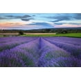 thumbnail image 2 of Steve Mohlenkamp 14x11 Gold Ornate Wood Framed with Double Matting Museum Art Print Titled - France-Provence-Salt-lavender field in full bloom, 2 of 4
