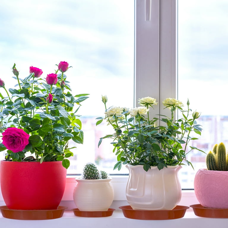 jada plant Sansevieria & Jada Plant In Potpori Bowls– Florahut main image 0