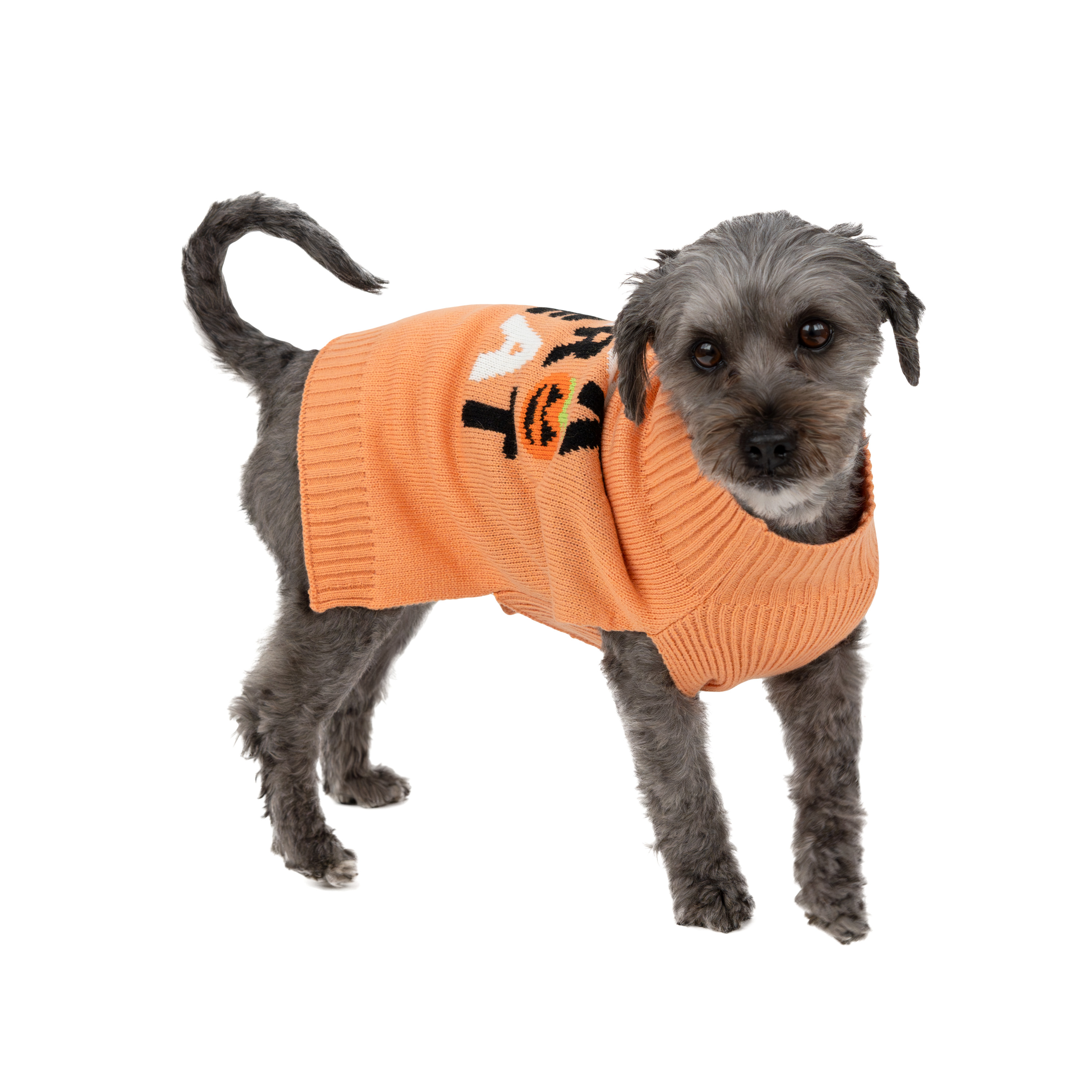 Vibrant Life, Dog and Cat Clothes, Trick or Treat Halloween Pet Sweater, Orange, Size Small