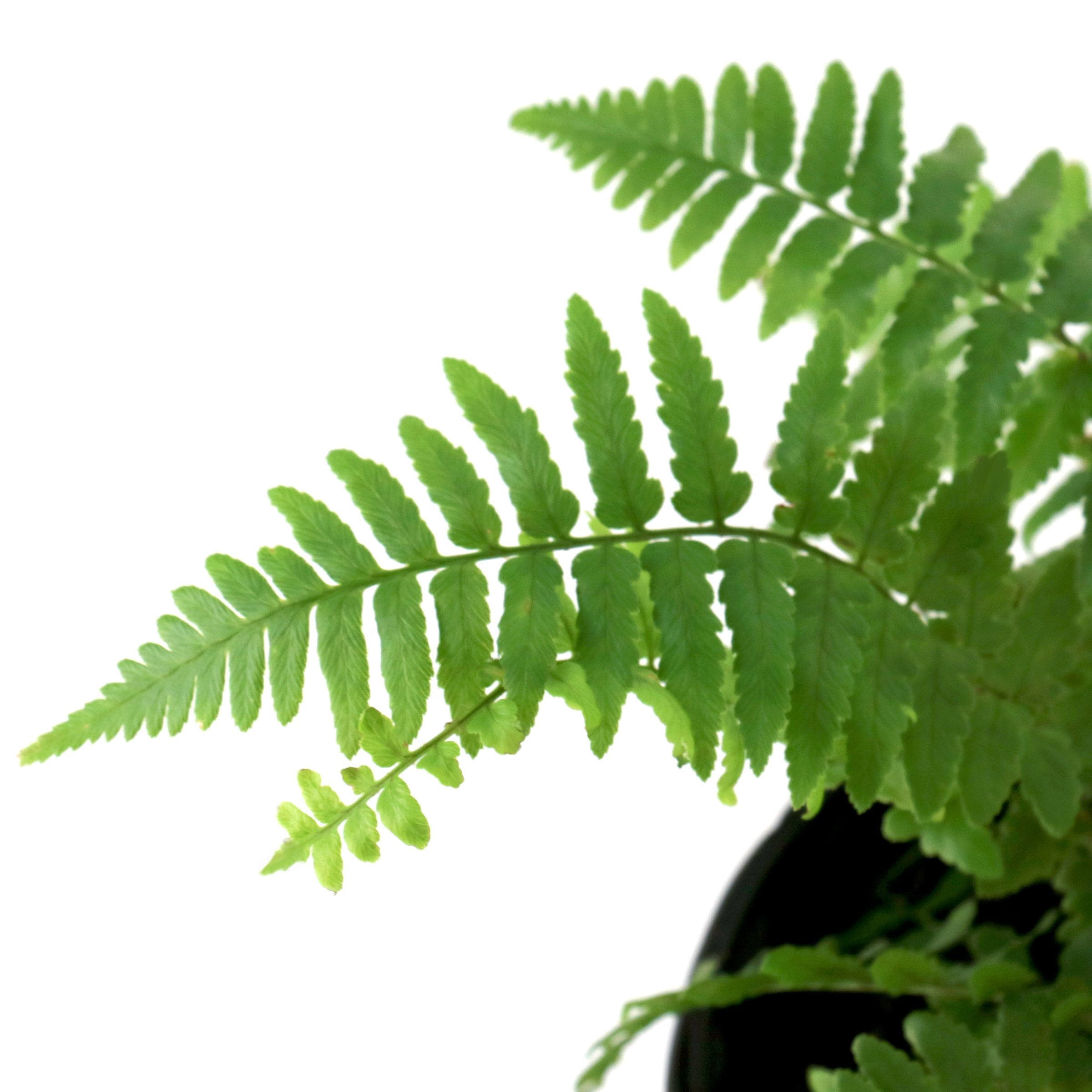 National Plant Network 1 gal. Southern Shield Fern