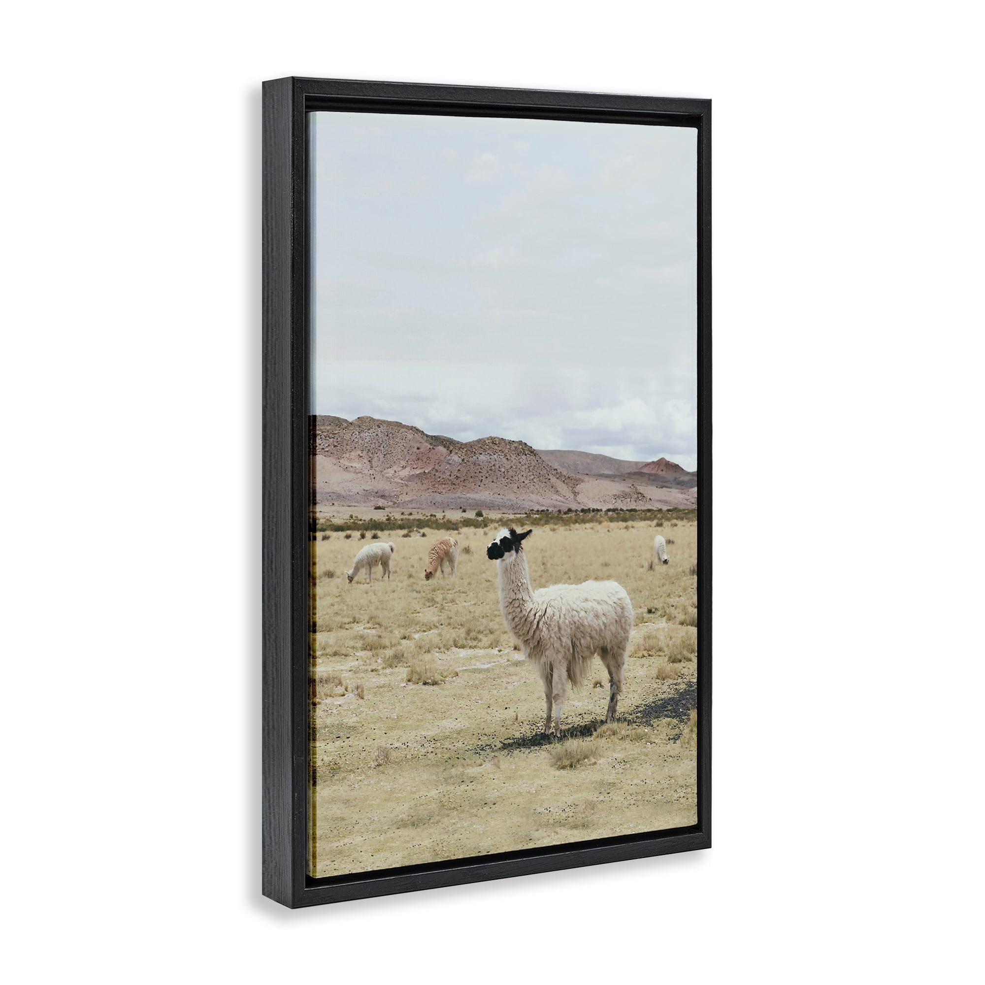 Stupell Industries Wild Alpacas in Desert Animals Photography Black Floater Framed Canvas Art Print Wall Art, 17 x 25