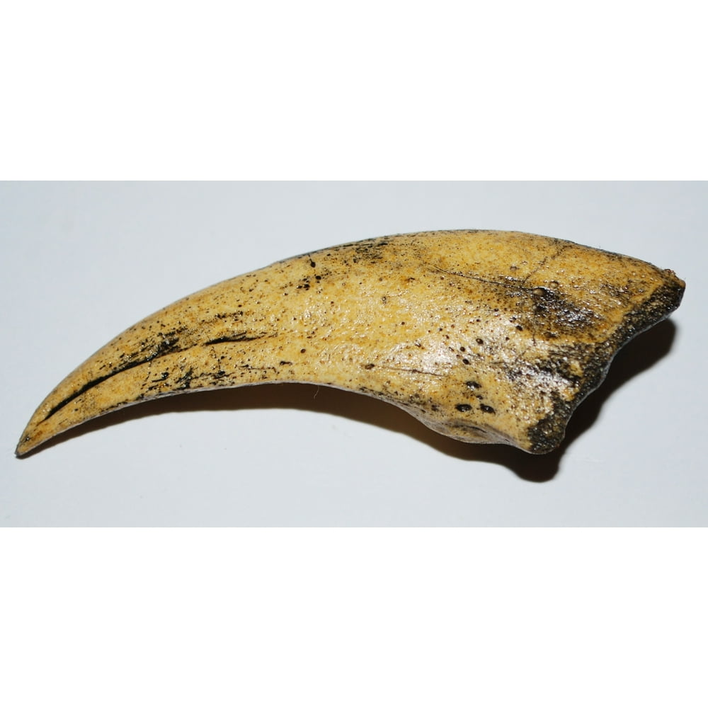 VELOCIRAPTOR Dinosaur Claw Cast #2 (REPLICA Claw) - Walmart.com - Walmart.com