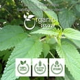 thumbnail image 5 of Organic Way Nettle Leaf (Urtica dioica) Cut & Sifted - Herbal Tea | European Wild-Harvest | Organic & Kosher Certified | Vegan, Non GMO & Gluten Free | USDA Certified | Origin - Albania (1/4LBS /4Oz), 5 of 7