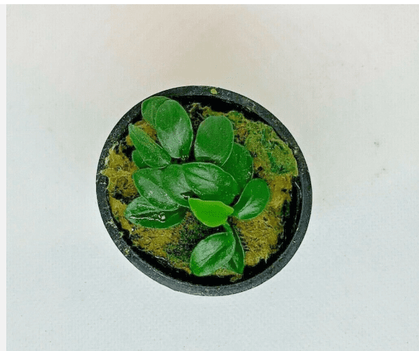 Anubias Nana Petite Live Aquarium Plant in Pot, Easy Freshwater Fish Tank Plant