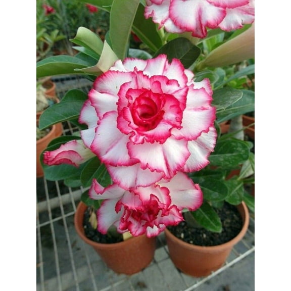 4 Double Red White Desert Rose Seeds Adenium Obesum Flower Perennial Seed 44