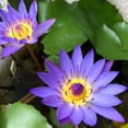 4 Pack Live Water Lily Tubers Plants Colorful Pond Freshwater Flower