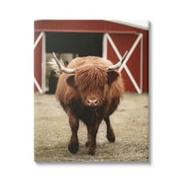 Stupell Industries Trotting Highland Cattle Bold Red Barn Photograph Gallery Wrapped Canvas Print Wall Art, Design by Dakota Diener