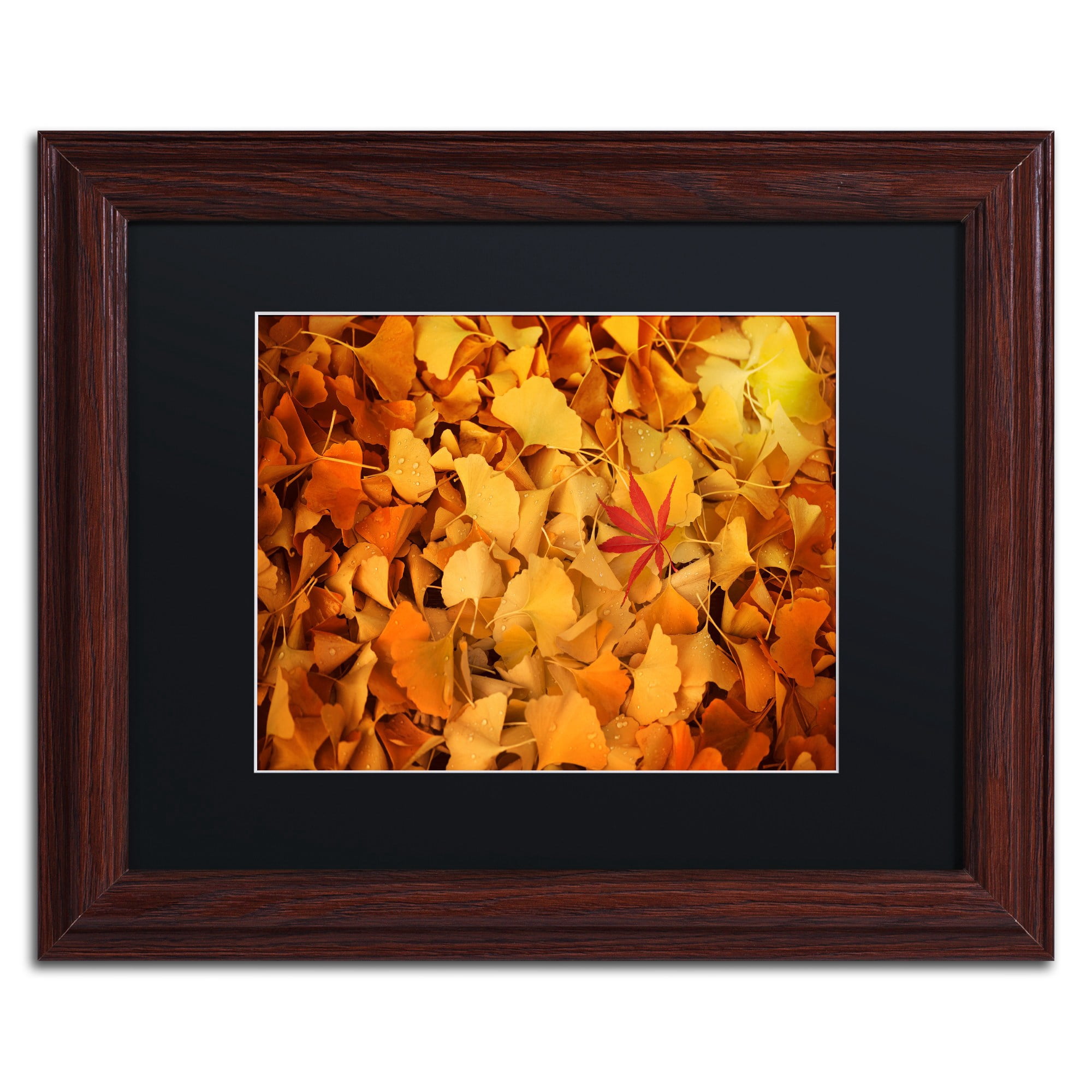 Trademark Fine Art "Variegated" Canvas Art by Philippe Sainte-Laudy Black Matte, Wood Frame