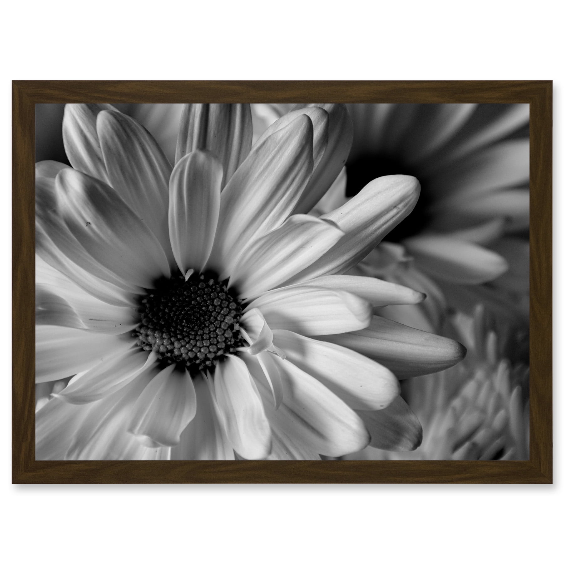 Black White Daisy Flower Petals A4 Artwork Framed Wall Art Print