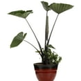 thumbnail image 6 of Proven Winners 8" Island Giants Coffee Cups Elephant Ear Live Plant in 6.5" Pot, 6 of 9