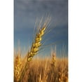 thumbnail image 1 of Posterazzi DPI1883408 Ripe Wheat Head At Sunrise - Alberta, Canada Poster Print, 12 x 19, 1 of 1