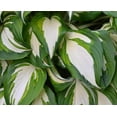 thumbnail image 2 of Vulcan Hosta Plants  Healthy Rootstock 1 Plant, 2 of 6