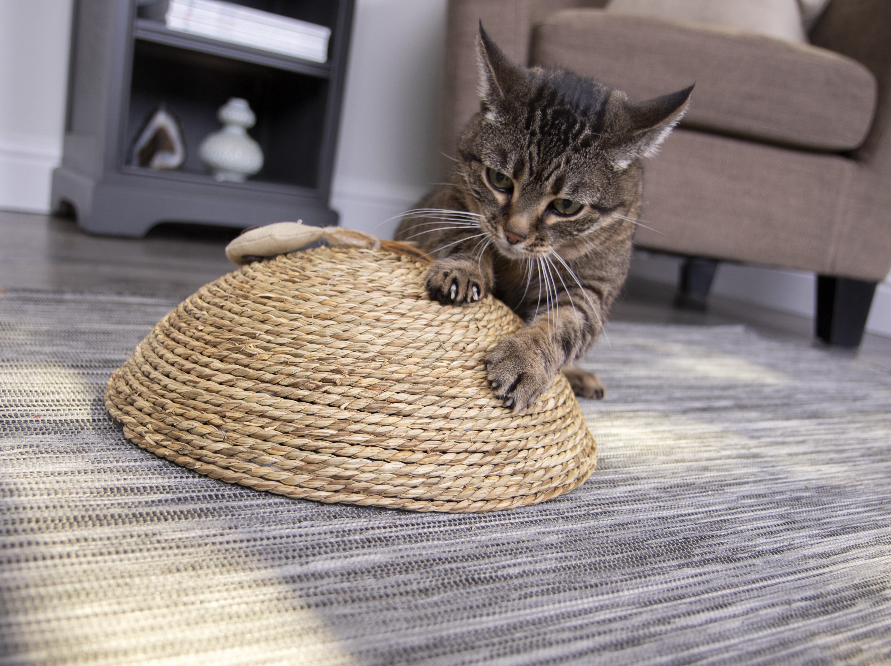 dome cat scratcher