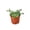 3_PEPEROMIA_STRING.OF.TURTLES, variant on String of Turtles Succulent - Live Air-Purifying Indoor Plant in Nursery Pot – Easy Care, Low Maintenance Houseplant for Home & Office Decor, Natural Air Cleaner, Best for Beginners (6"Pot)