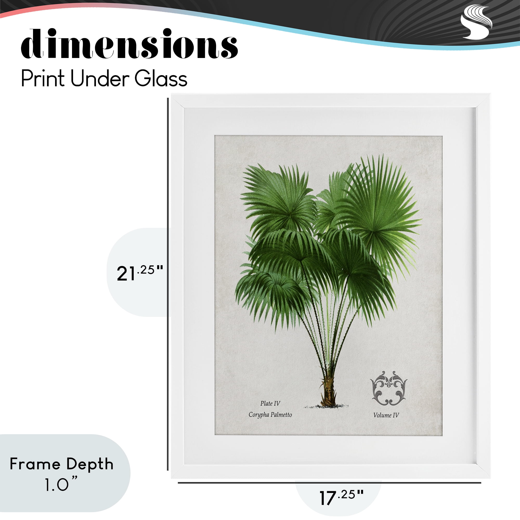 Stupell Industries Fan Palm Vintage Study White Framed Print Under Glass, design by Val Rhodes