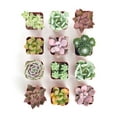 thumbnail image 3 of Home Botanicals Premium Pastel Succulent (Collection of 12), 3 of 4