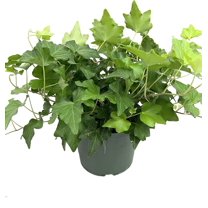 Green English Ivy - Live Plant in a 6 Inch Pot - Hedera Helix - Beautiful Easy Care Indoor Air Purifying Houseplant Vine