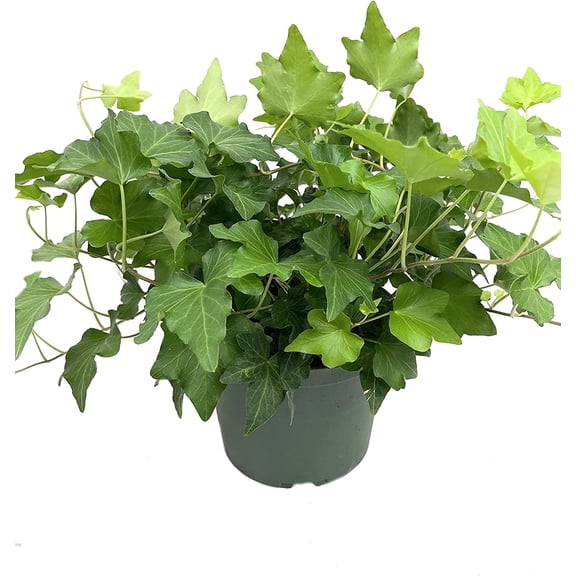 Green English Ivy - Live Plant in a 6 Inch Pot - Hedera Helix - Beautiful Easy Care Indoor Air Purifying Houseplant Vine