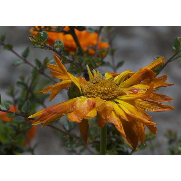 Marigold Flower Ecological Green Decay20 Inch By 30 Inch