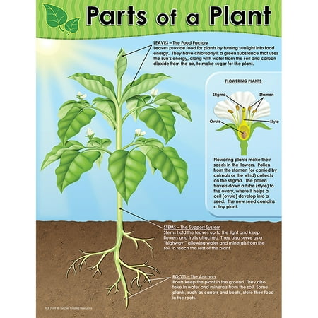 best 28 walmart plant return policy deity america best 28 walmart plant return policy deity america