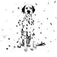 thumbnail image 3 of Atelier B Art Studio 12x12 Black Modern Framed Museum Art Print Titled - DALMATIAN DOG, 3 of 5