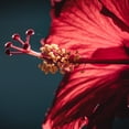 thumbnail image 7 of Hibiscus Tea 150 Bags (3-Pack) | Herbal Caffeine-Free | Over 48% Off Bulk, 7 of 7