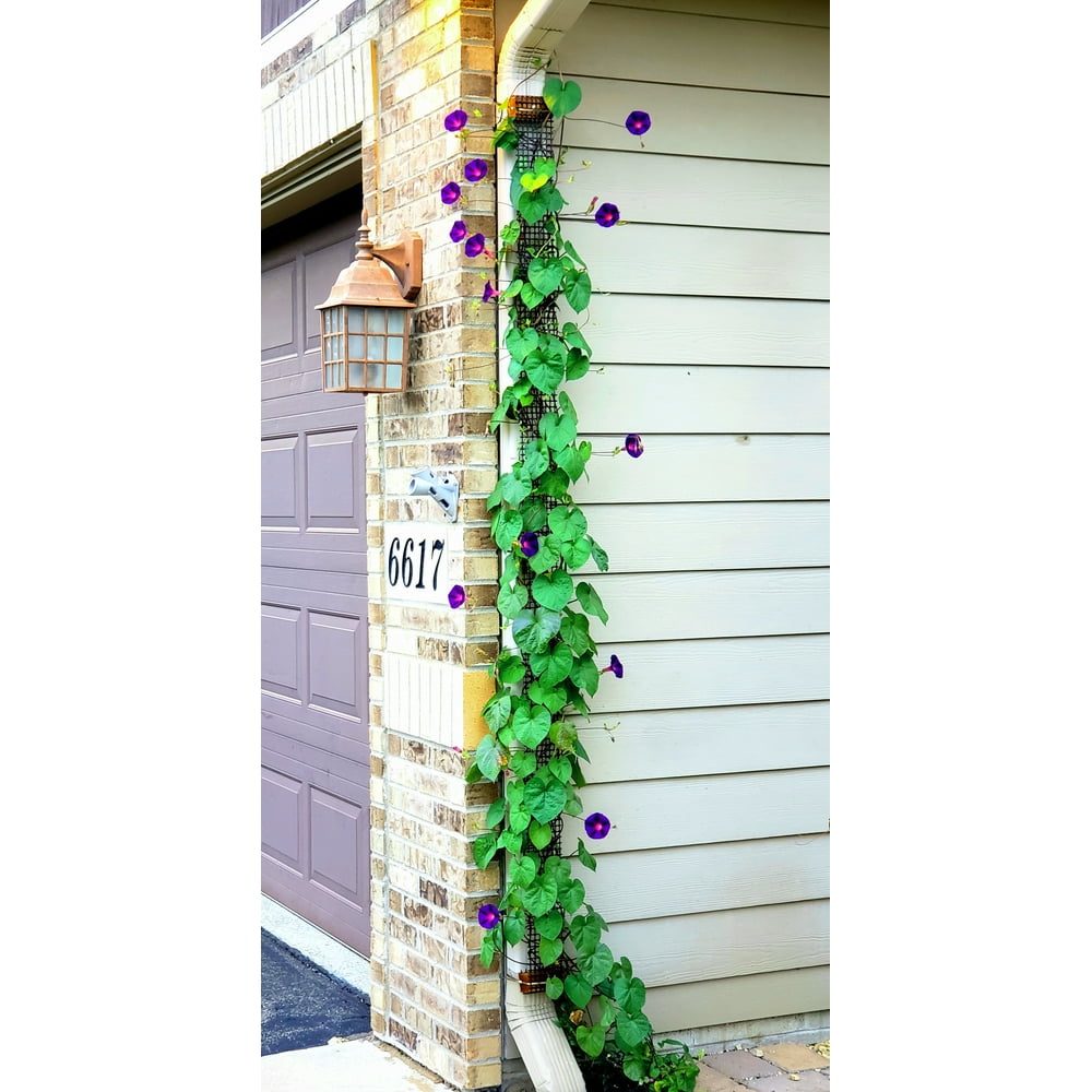 Scroll Trellis 108 inch Tall Trellis installed onto existing Downspouts Black Vinyl Lattice, 1