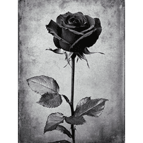 Black and White Rose Canvas Wall Art，Suitable for Living Room，Bedroom，Bathroom，Office，and Dining Room Decoration.