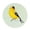 Goldfinch, variant on Coasterstone 4.25In Birds Single Tile Coaster, Sandstone, Sally Eckman Roberts Birds 9002303 Warbler