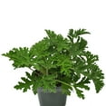 thumbnail image 3 of Pelargonium Citrosum, Citronella, Scented Geranium - Pot Size: 4.5" - Fragrant Plants, Plants, 3 of 6