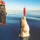 thumbnail image 5 of Gusano de pesca, 10 piezas de señuelo suave para camarones, señuelo suave, señuelo de pesca suave, artesanía excepcional, 5 of 10