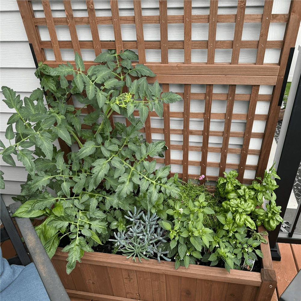 Renwick 72" H Rolling Wood Planter Raised Bed with Trellis, Dark Brown