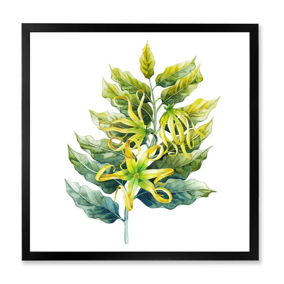 Designart 'Ylang Ylang Flower On White' Traditional Framed Art Print