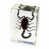 ED SPELDY EAST PW113 Paperweight small Black Scorpion