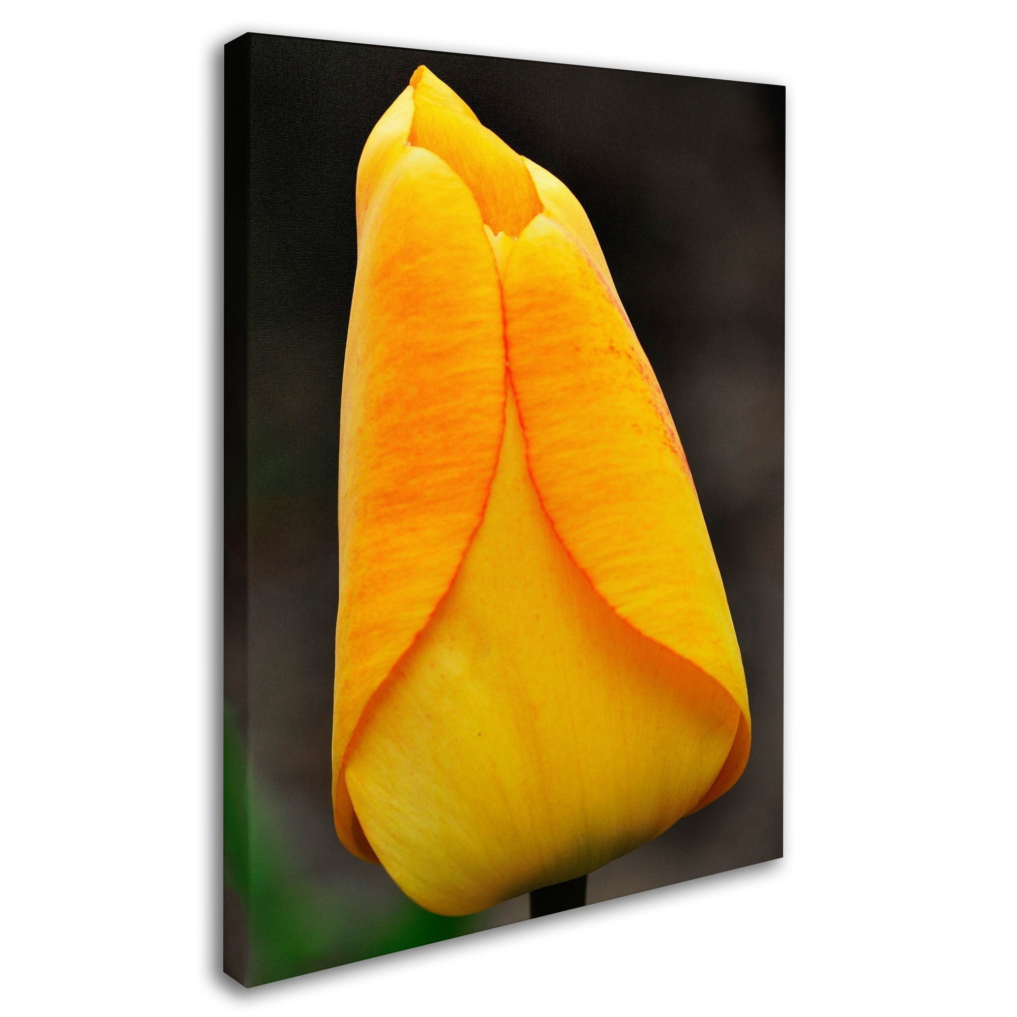 "Perfect Yellow Tulip" Canvas Wall Art by Kurt Shaffer