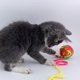 thumbnail image 3 of Para juguetes de pelota para gatos con campana incorporada, juguete interactivo para gatitos, juguetes para masticar suaves, 3 of 5