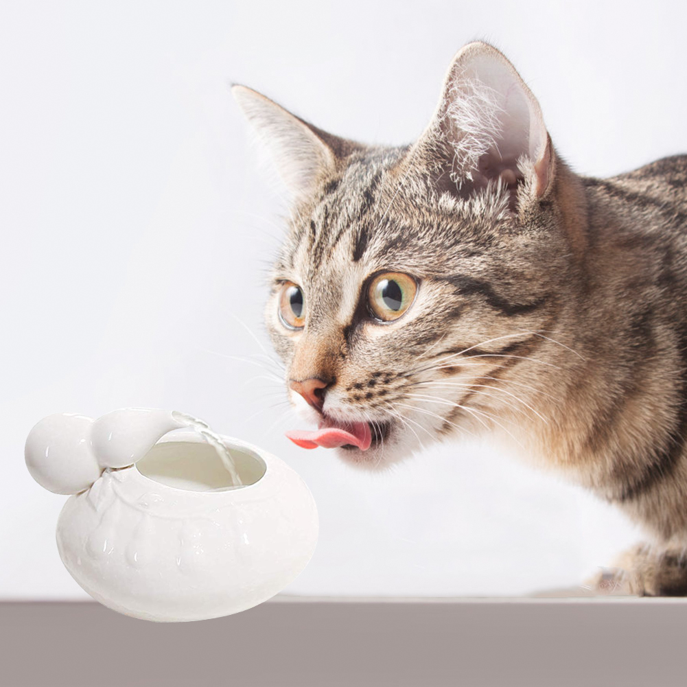 cat water fountain walmart