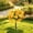 Yellow, variant on Artificial Mums Topiary Stake Faux Fall Flower Bush UV Resistant No Maintenance for Porch Patio Garden Yard Outdoor Thanksgiving Halloween Decor