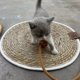 thumbnail image 3 of Rascador para Gatos Salvador Almohadilla con Pelota de Juguete Marrón Claro, 3 of 10