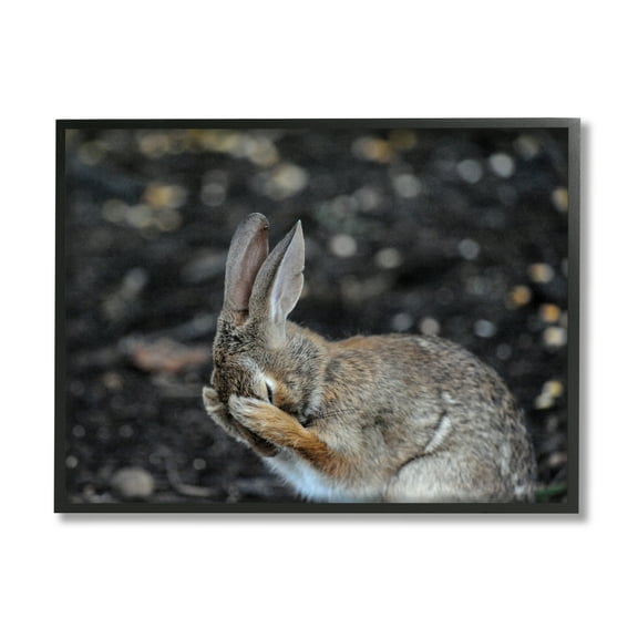 Stupell Industries Embarrassed Rabbit Photograph Animals & Insects Photography Black Framed Art Print Wall Art, 14 x 11