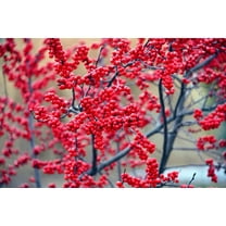 Winterberry Bush Seedlings for Planting - Ilex verticillata, Live Winter Berry Bush Plants (2 Seedlings) - No Ship to California