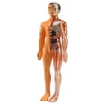 thumbnail image 2 of Modelo de AnatomíA del Cuerpo Humano 3D, Esqueleto de PláStico para NiñOs Juguete de Ayuda para el Aprendizaje Temprano, Juguetes Educativos, 2 of 5