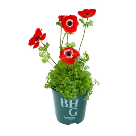 Better Homes & Gardens Harmony Red Anemone Plants, Garden Outdoor Plants, 2 Qt Pot, Full Sun