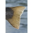 thumbnail image 2 of Close Up Of The Tail Of A Rainbow Trout Backlit By Sunshine Kenai River Alaska Poster Print, 2 of 4