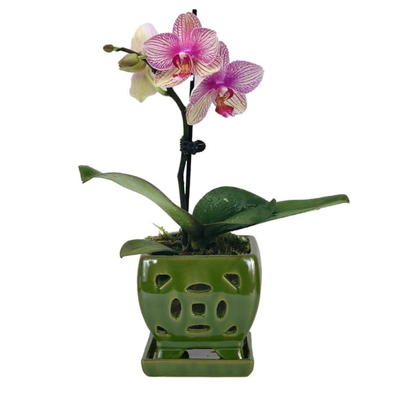 W&W Orchid Pot with Holes and Saucer for Orchid Repotting and Better Grow, SeaGreen, 5.5 inches