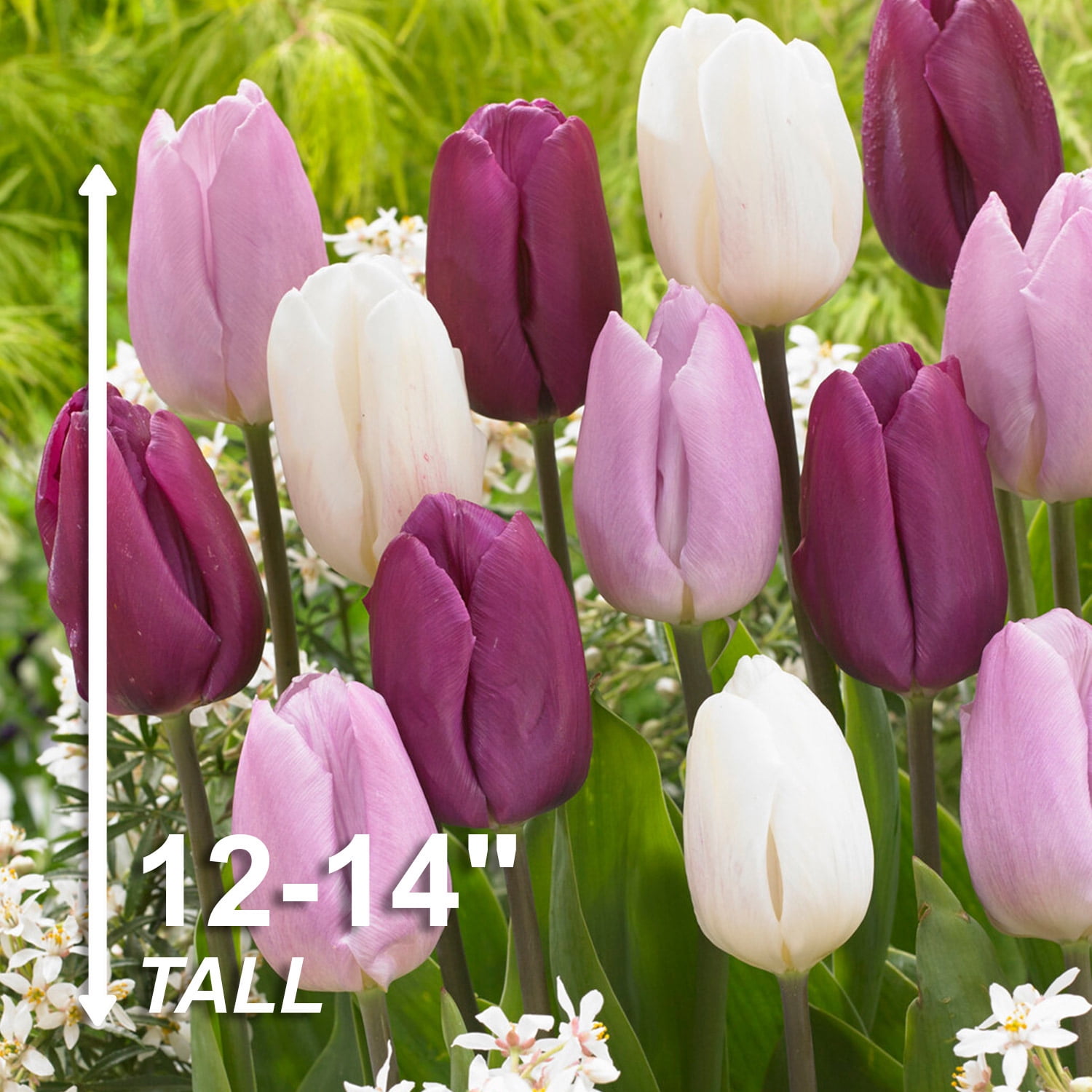 Garden State Bulb Single Early Dutch Prince Mix Tulip Flower Bulbs, 12/+ cm (Bag of 25)