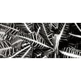 thumbnail image 2 of Hausenflock, Alan 32x16 White Modern Wood Framed Museum Art Print Titled - Croton I, 2 of 4