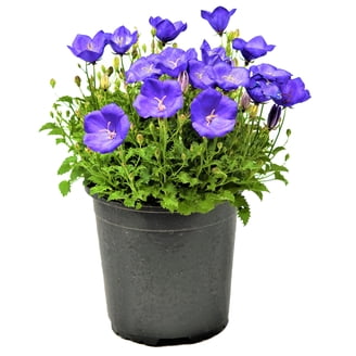 Expert Gardener Outdoor Live Plant Asiatic Lily Tiny Rocket Red 1QT, Full  Sun - Walmart.com