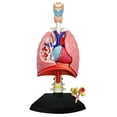 thumbnail image 2 of TEDCO 4D Respiratory System Model, 2 of 10