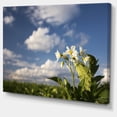 thumbnail image 2 of Potato Plant Flowers - Landscape Canvas Art Print, 2 of 4